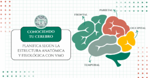 planificacion segun el cerebro
