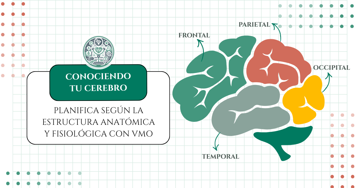 planificacion segun el cerebro